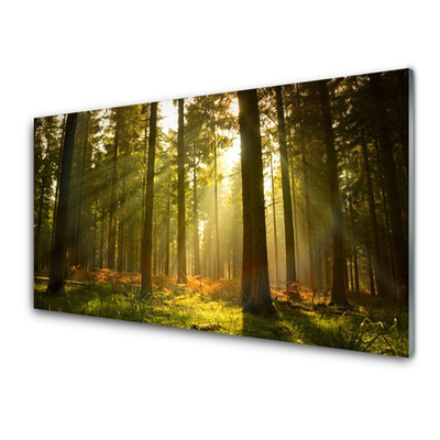 Quadro vetro acrilico Alberi della natura della foresta