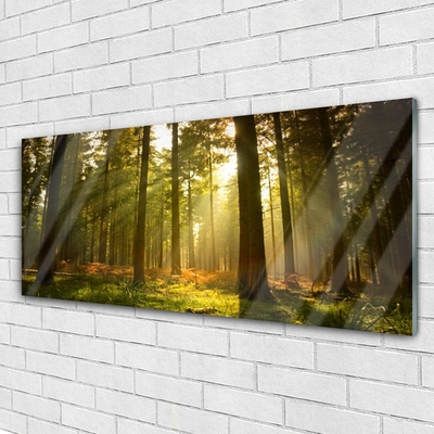 Quadro vetro acrilico Alberi della natura della foresta