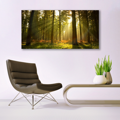 Quadro vetro acrilico Alberi della natura della foresta