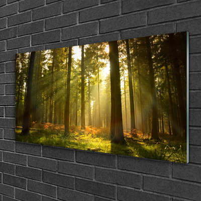 Quadro vetro acrilico Alberi della natura della foresta