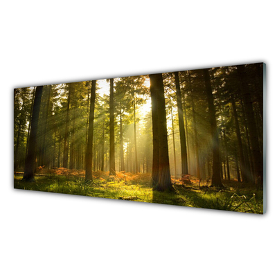 Quadro vetro acrilico Alberi della natura della foresta