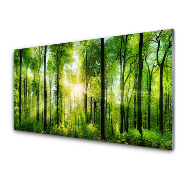 Quadro vetro acrilico Alberi della natura della foresta