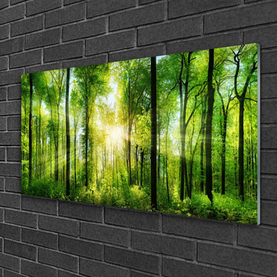 Quadro vetro acrilico Alberi della natura della foresta