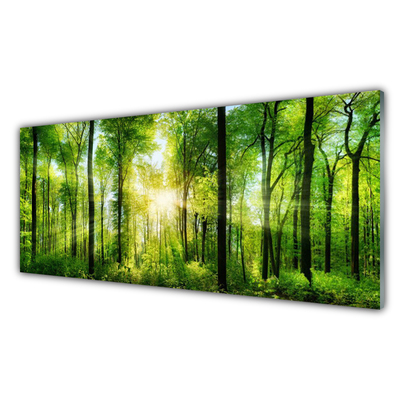 Quadro vetro acrilico Alberi della natura della foresta