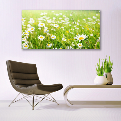 Quadro in vetro acrilico Prato Daisy Natura