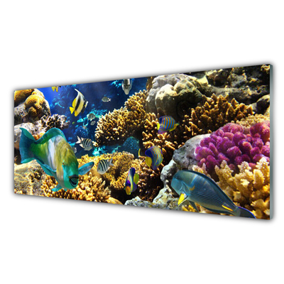 Quadro su vetro acrilico Natura della barriera corallina