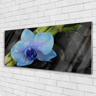 Quadro vetro acrilico Pianta di pietre di fiori