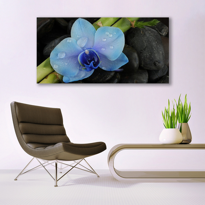 Quadro vetro acrilico Pianta di pietre di fiori