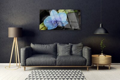 Quadro vetro acrilico Pianta di pietre di fiori