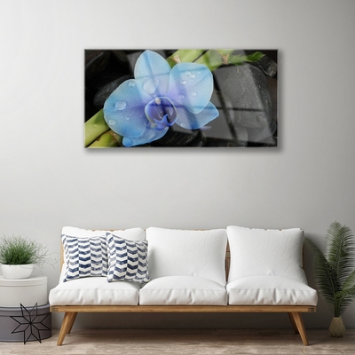 Quadro vetro acrilico Pianta di pietre di fiori