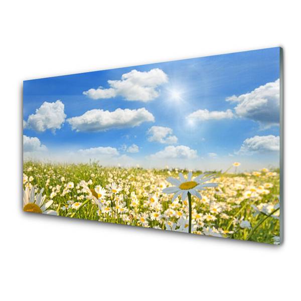 Quadro in vetro acrilico Prato Daisy Natura