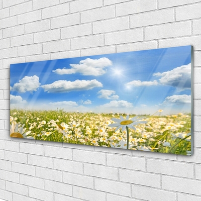 Quadro in vetro acrilico Prato Daisy Natura