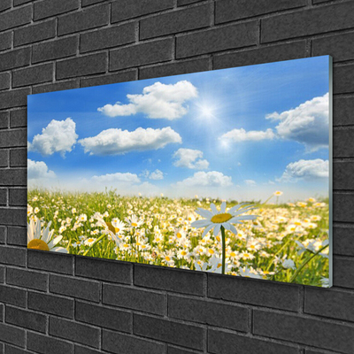 Quadro in vetro acrilico Prato Daisy Natura