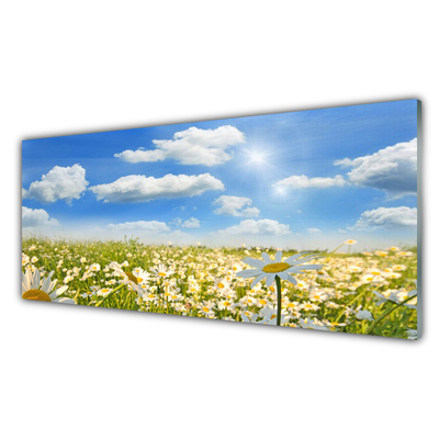 Quadro in vetro acrilico Prato Daisy Natura