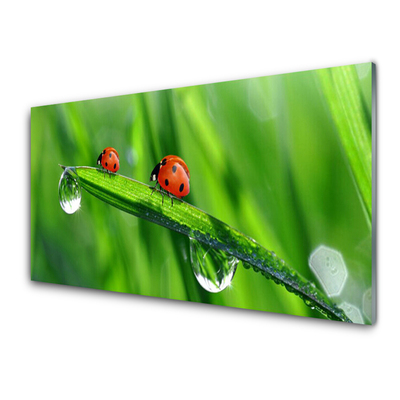 Quadro acrilico Coccinella Erba Gocce