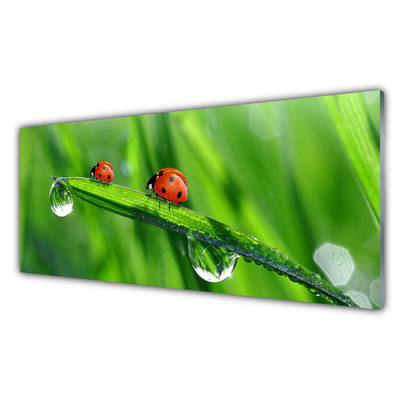 Quadro acrilico Coccinella Erba Gocce