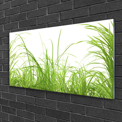 Quadro in vetro acrilico Erba, piante, natura