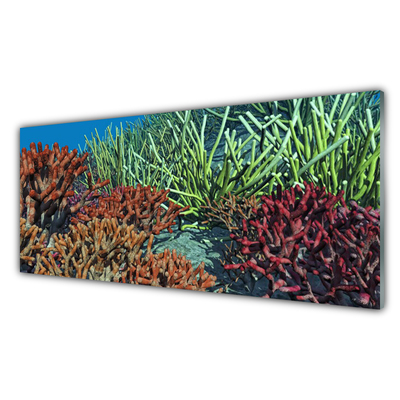 Quadro in vetro acrilico Natura della barriera corallina