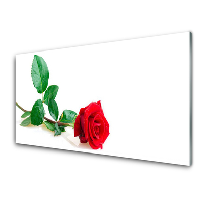 Quadro acrilico Natura della pianta del fiore della rosa