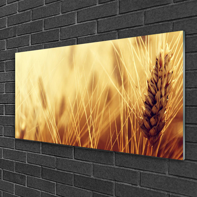 Quadro su vetro acrilico Grano vegetale naturale