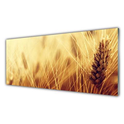 Quadro su vetro acrilico Grano vegetale naturale