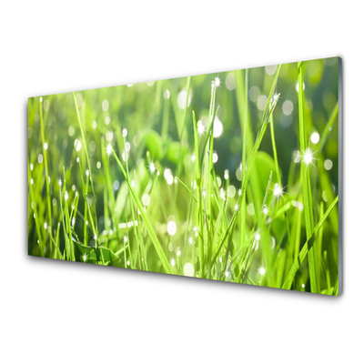 Quadro su vetro acrilico Erba, piante, natura