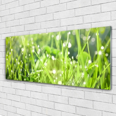 Quadro su vetro acrilico Erba, piante, natura