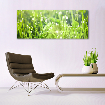 Quadro su vetro acrilico Erba, piante, natura