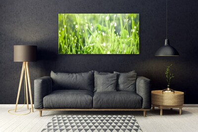 Quadro su vetro acrilico Erba, piante, natura