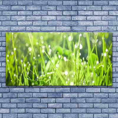 Quadro su vetro acrilico Erba, piante, natura