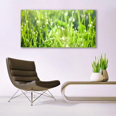 Quadro su vetro acrilico Erba, piante, natura