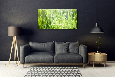 Quadro su vetro acrilico Erba, piante, natura