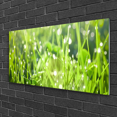 Quadro su vetro acrilico Erba, piante, natura
