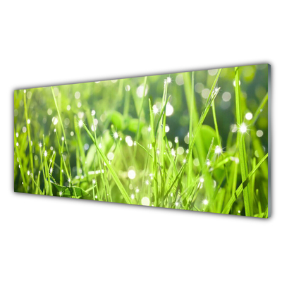 Quadro su vetro acrilico Erba, piante, natura