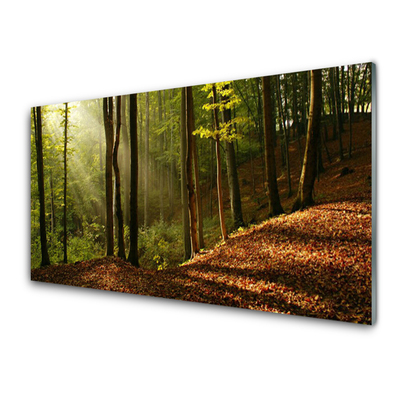 Quadro in vetro acrilico Foresta, alberi, natura