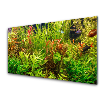 Quadro vetro acrilico Acquario, pesci, piante