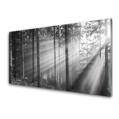 Quadro acrilico Foresta naturale Raggi del sole