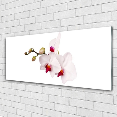 Quadro su vetro acrilico Fiori di orchidea della natura