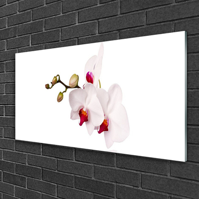 Quadro su vetro acrilico Fiori di orchidea della natura