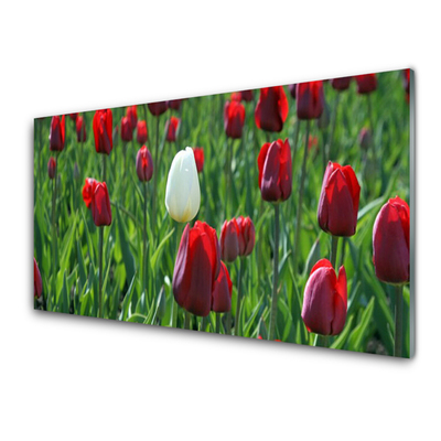 Quadro vetro acrilico Tulipani, fiori, natura