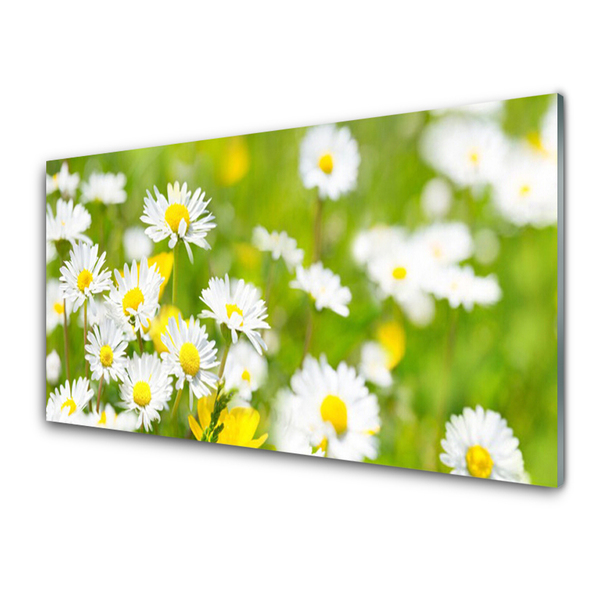 Quadro vetro acrilico Pianta di fiori di margherita