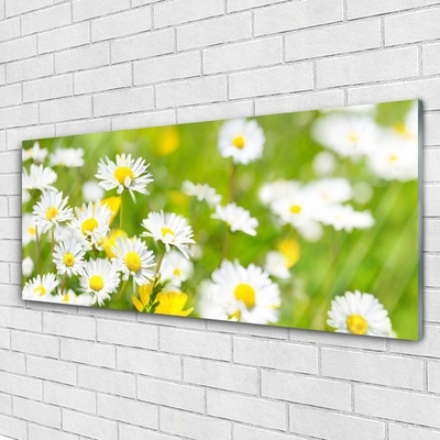 Quadro vetro acrilico Pianta di fiori di margherita