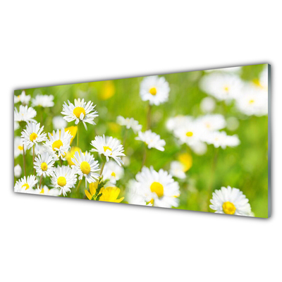 Quadro vetro acrilico Pianta di fiori di margherita