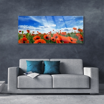 Quadro su vetro acrilico Fiori di papaveri di prato