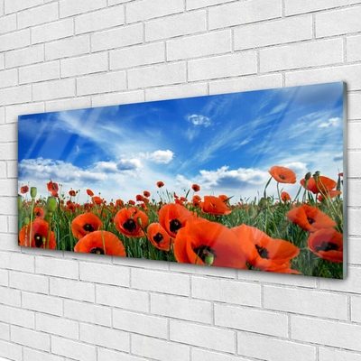 Quadro su vetro acrilico Fiori di papaveri di prato