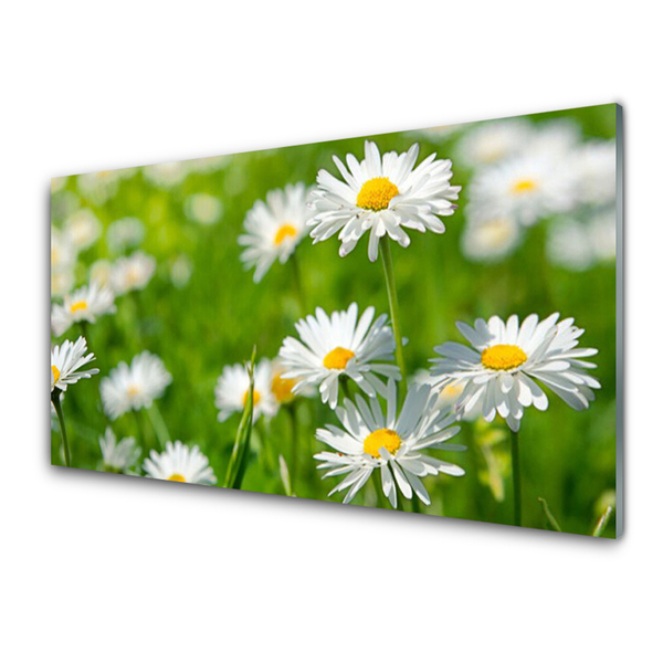 Quadro acrilico Pianta di fiori di margherita