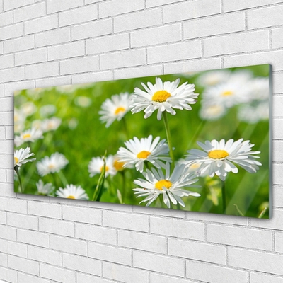 Quadro acrilico Pianta di fiori di margherita