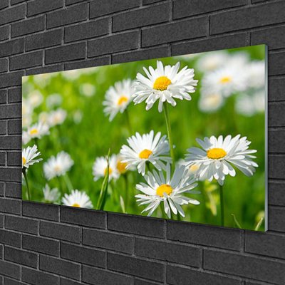 Quadro acrilico Pianta di fiori di margherita