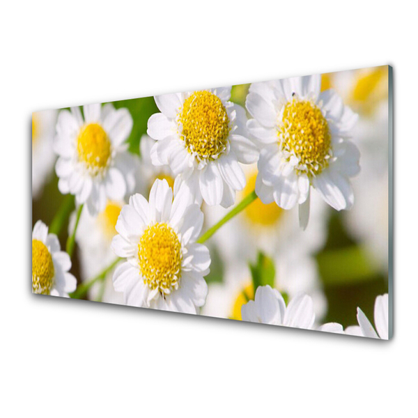 Quadro acrilico Fiori della margherita della natura