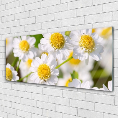 Quadro acrilico Fiori della margherita della natura